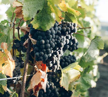 Cantine Crasa Winery